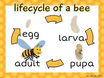 Bee life cycle FREEBIE by Lita Lita | TPT