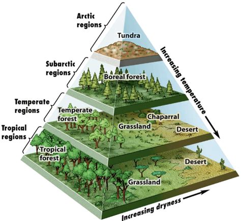 Parts Of A Forest Ecosystem