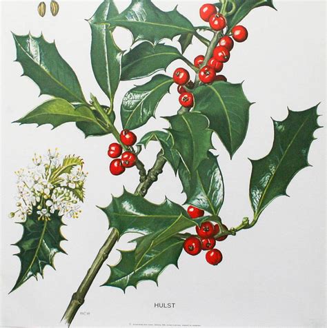 Vintage Botanical Print 'Holly' By Bonnie and Bell | notonthehighstreet.com