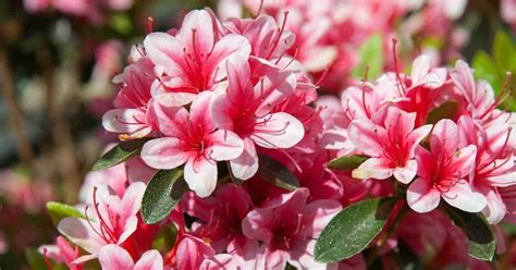 Growing The Azalea Plant: How To Care For The Azalea Flower