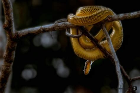 Borneo Wildlife Photography - Betel Box The Real Singapore Tours