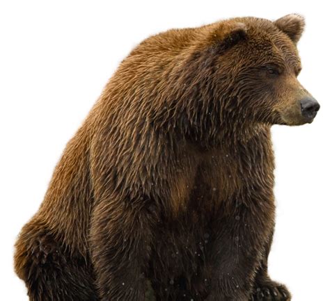 Bear PNG Image - PurePNG | Free transparent CC0 PNG Image Library