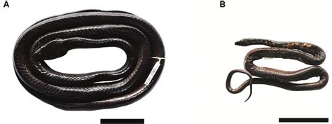 Colubrid snake species involved in the ophiophagy incident: [A ...