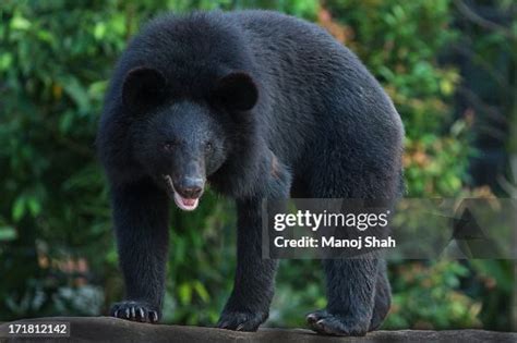 Asiatic Black Bear High-Res Stock Photo - Getty Images