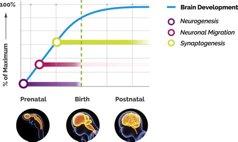 Effects of Maternal Prenatal Stress: Mechanisms, Implications, and ...