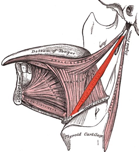 Anatomy, Head and Neck, Stylohyoid Muscle Article