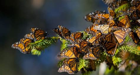 Free download Bing Images Monarch Butterflies Monarch butterflies migrating to [958x512] for ...