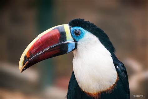 The White-Throated Toucan