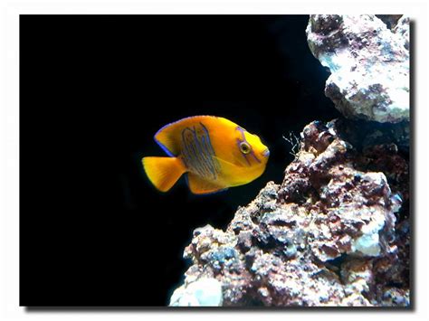 Captive Bed Clarion Angelfish Sold at MACNA | AquaNerd