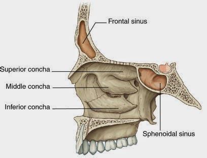 Human Anatomy: INFERIOR NASAL CONCHA