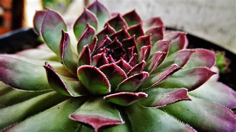 Are Greenhouses Good for Succulents? - Dreamley