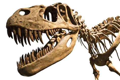 Dinosaur skeletons – an emerging asset class? - Undervalued Shares