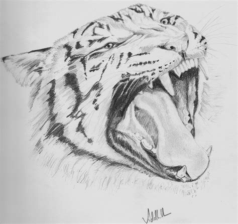 Animal Pencil Shading Drawing : Drawing Animals / Easy Pencil sketch / Pencil Shading Drawing ...