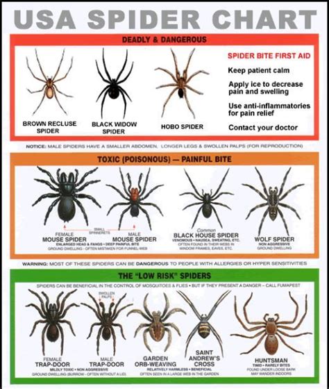 U s venomous spiders black widow brown recluse hobo – Artofit