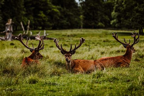 Hunting Deer at Tatton Park – #VidOnTour