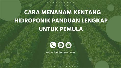 Cara Menanam Kentang Hidroponik Panduan Lengkap untuk Pemula - Bertanam