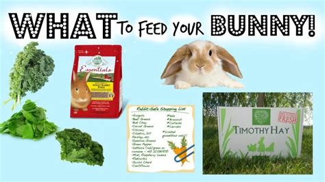 Should You Feed Your Rabbits With Rabbit Food or With Vegetables? | Here Bunny