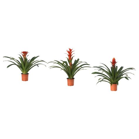 Buy Plants Online - Home Decoration & Improvement - IKEA