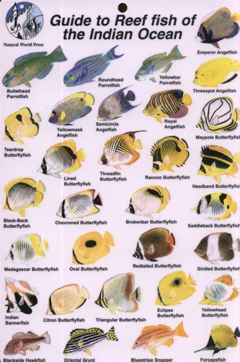 Guide to Reef Fish of the Indian Ocean: Rod MacPherson: NHBS