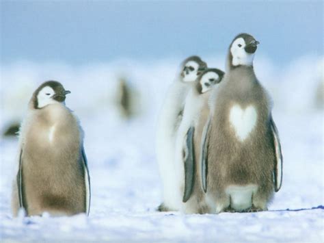 penguin heart. | Penguins, Animals, Penguin love