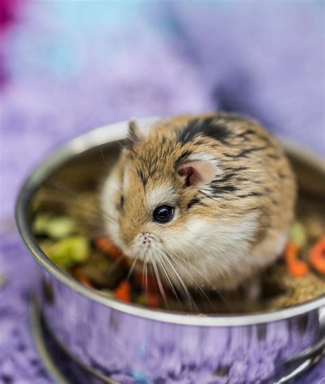 A Complete Dwarf Hamster Care Guide, From Feeding To Housing And More