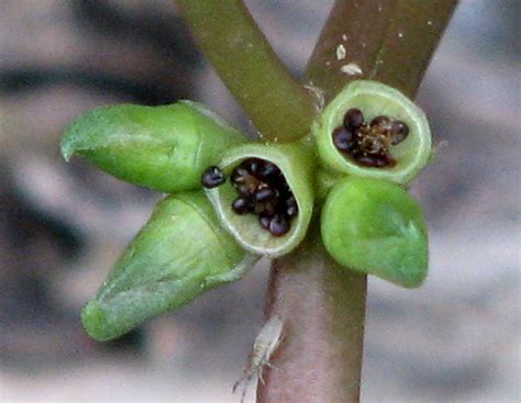 Photo of the seed pods or heads of Common Purslane (Portulaca oleracea) posted by robertduval14 ...