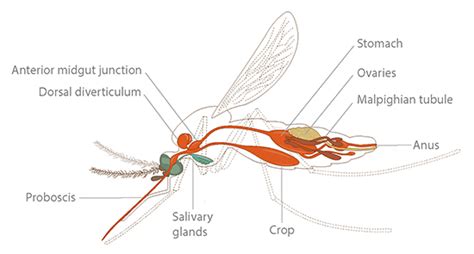 Anatomy of a Mosquito | Ask A Biologist