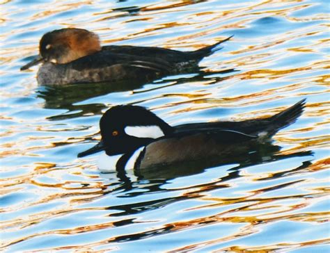 Hooded Merganser Ducks: Photo Of The Day | Alameda, CA Patch