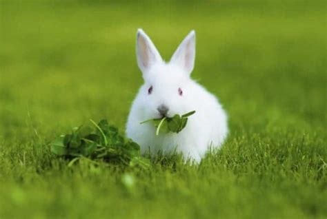 Discover 'What Can Rabbits Eat': Beyond Leafy Greens!