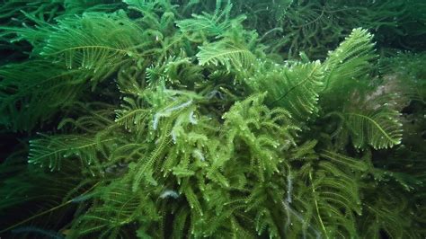 Green Seaweed: characteristics,classification, properties and more