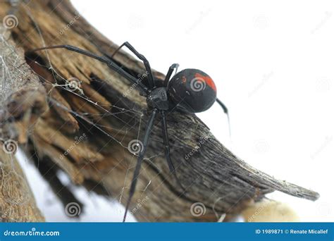 Redback Spider Stock Image - Image: 1989871