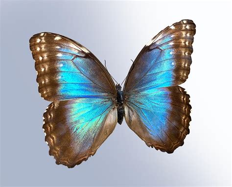 Blue Morpho Butterfly Wings