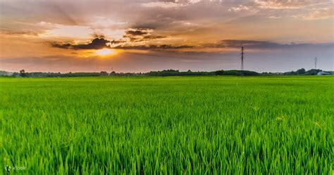 Fishing & Rice Paddy Fields Day Tour from Hoi An - Klook Canada