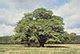 Old Apple Tree Park - Wikipedia