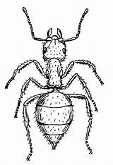 Free Printable Ant Coloring Pages For Kids sketch template