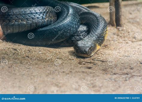 Serpiente Cobra Real Negra Y Amarilla En El Zoológico De Nehru Zoológico Hyderabad India Foto de ...