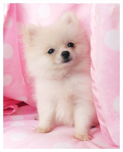 Puppies Cute Pink Teacup Pomeranian - Pets Lovers