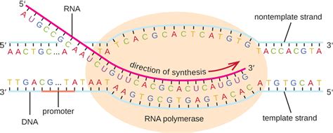 11.3: RNA Transcription - Biology LibreTexts