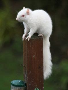 250 Albinos ideas | albino animals, albino, animals beautiful