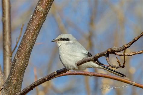 Great Grey Shrike | Greek Nature Encyclopedia