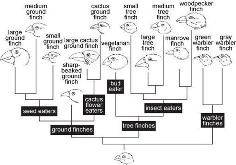 The diagram shows the speciation of finches from different islands in ...