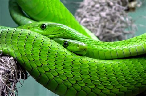 10 Most Venomous Snakes in Africa: Facts, Photos, Videos & More