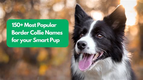 150+ Most Popular Border Collie Names for Your Smart Pup - BorderCollieHealth