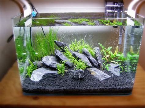 Things to know about Aquascaping for beginners | Aquarium fish food, Tropical fish aquarium ...