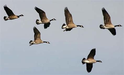 Canada Goose flock | Bird pictures, Canadian goose, Pet birds