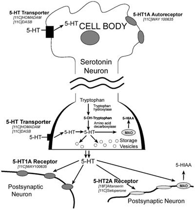 Serotonin transporters, a direct relation with depression. - Terre Dessence