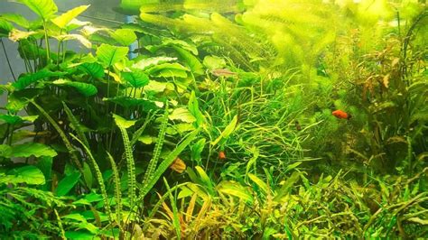 8 Wonderful & Tall Low-light Aquarium Plants - Our Aquariums