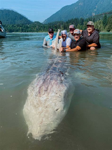 Massive 70 Ft Long Sturgeon Found in Canada Leaves Everyone in Awe ...