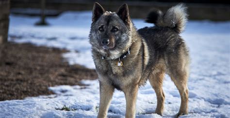 Norwegian Elkhound Guide (Lifespan, Size & Characteristics)