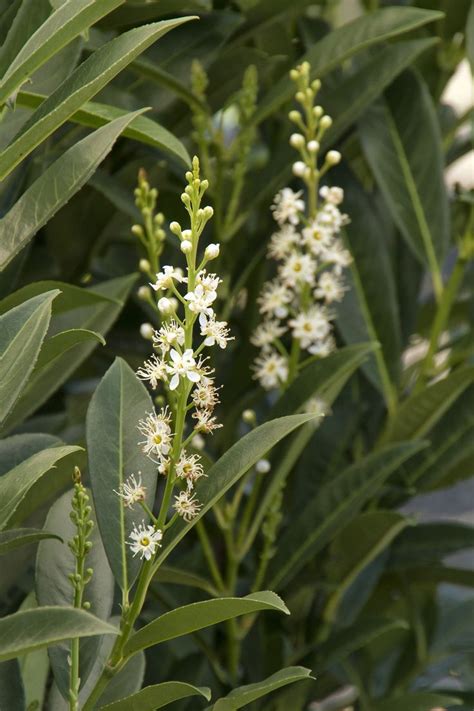 Schipka Cherry Laurel | Laurel plant, Showy flowers, Plants